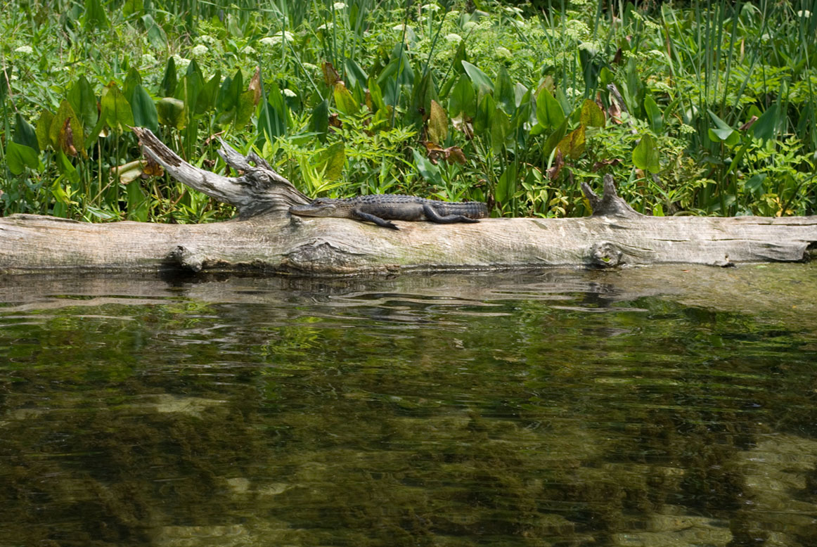 Wakulla Springs